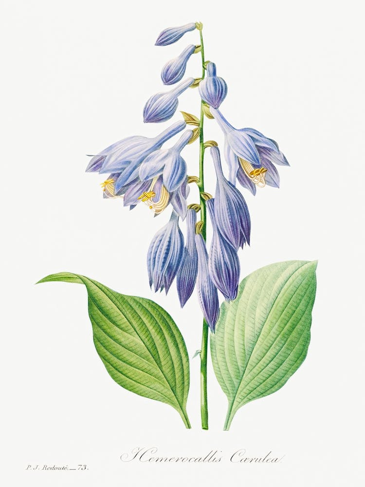 Daylily, Pierre Joseph Redoute