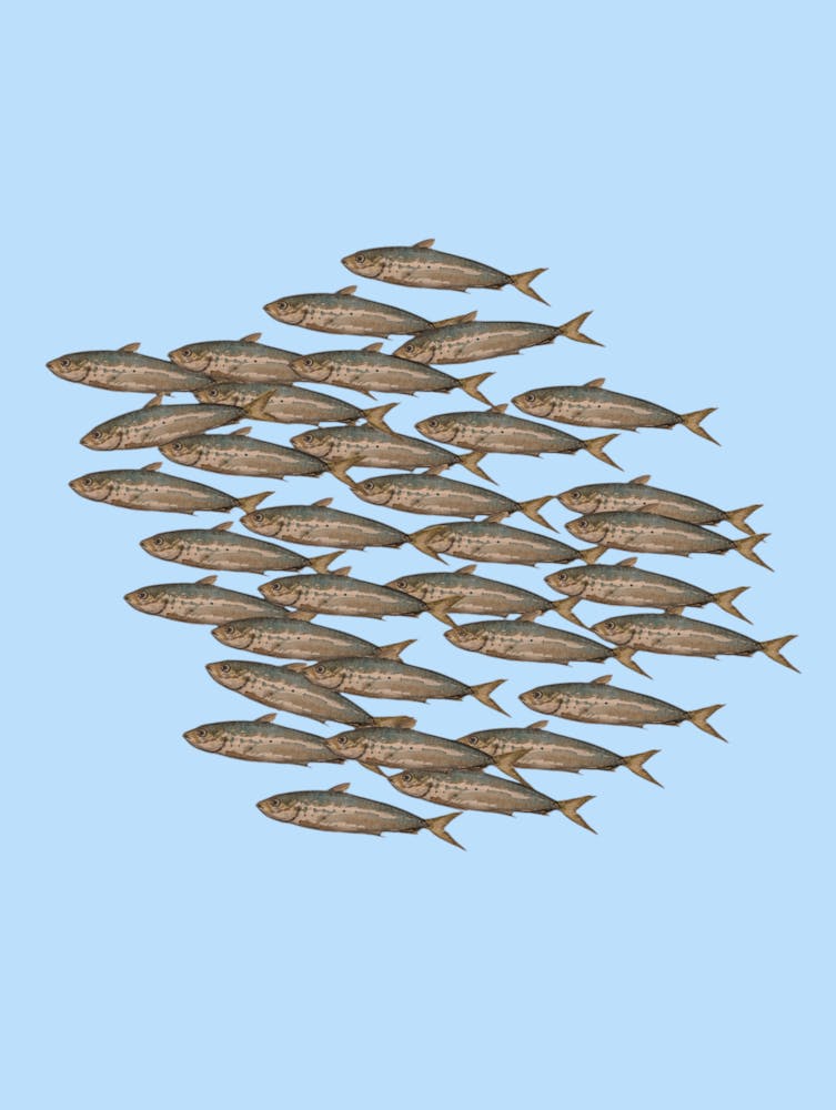 A Family of Sardines 3 Illustration