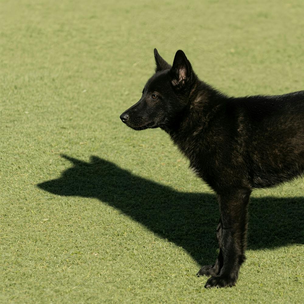 Shadow Of A Dog