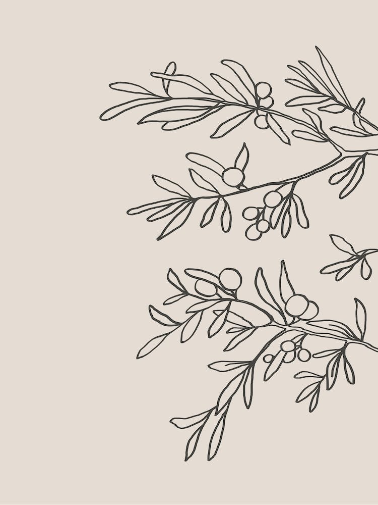 Mid Summer Olive Branch 02