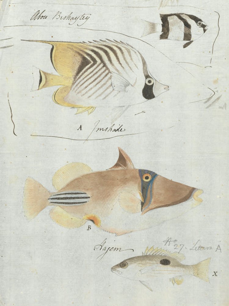 Four Fish, Luigi Balugani