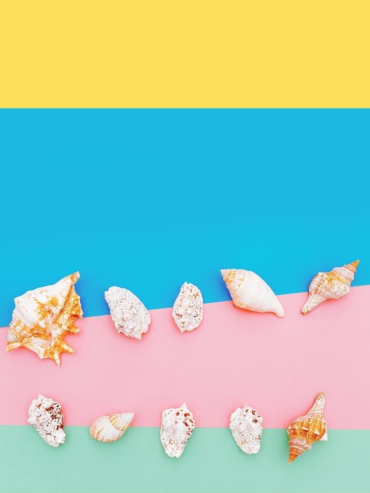 Sea Shells On A Colorful Background