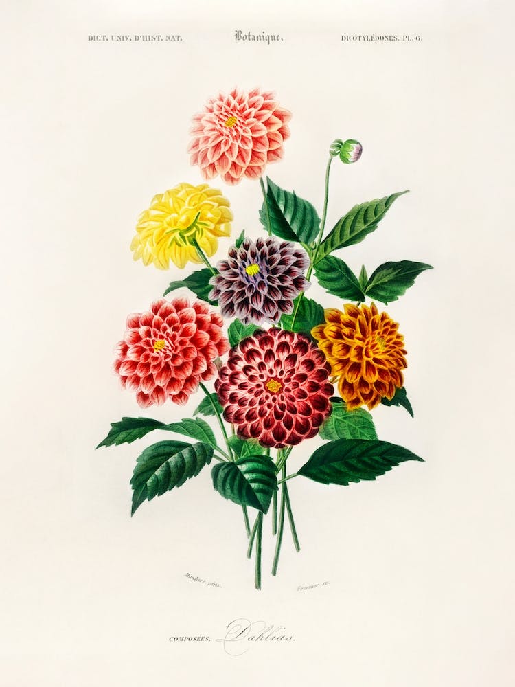 Dahlia   Charles Dessalines D' Orbigny 