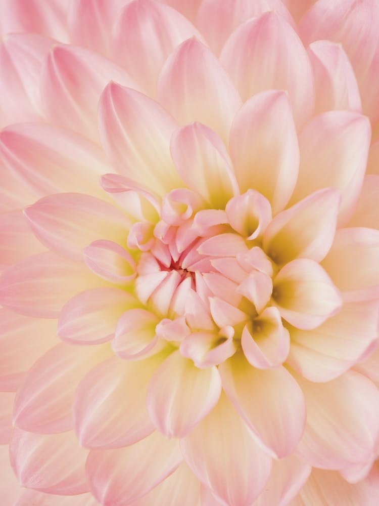 Pink Dahlia Flower