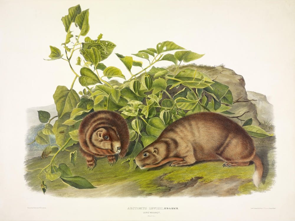 Lewis' Marmot,  John James Audubon