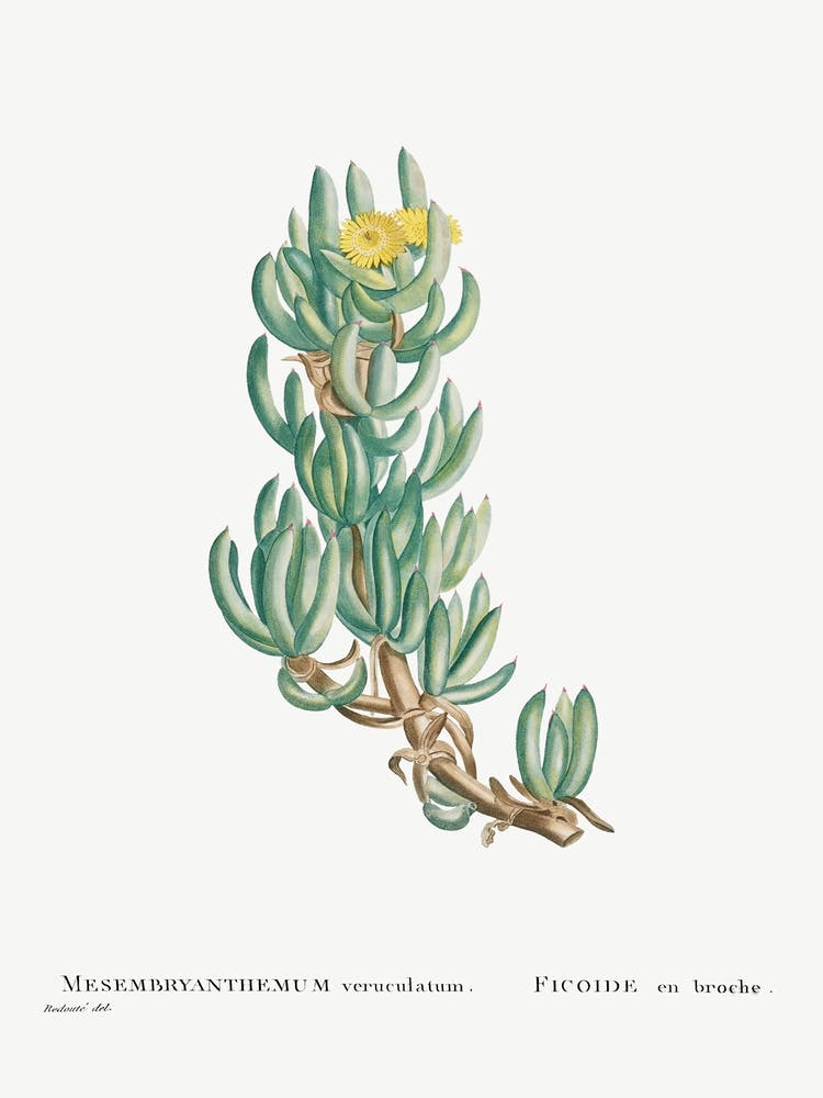 Mesembryanthemum Veruculatum, Pierre Joseph Redoute
