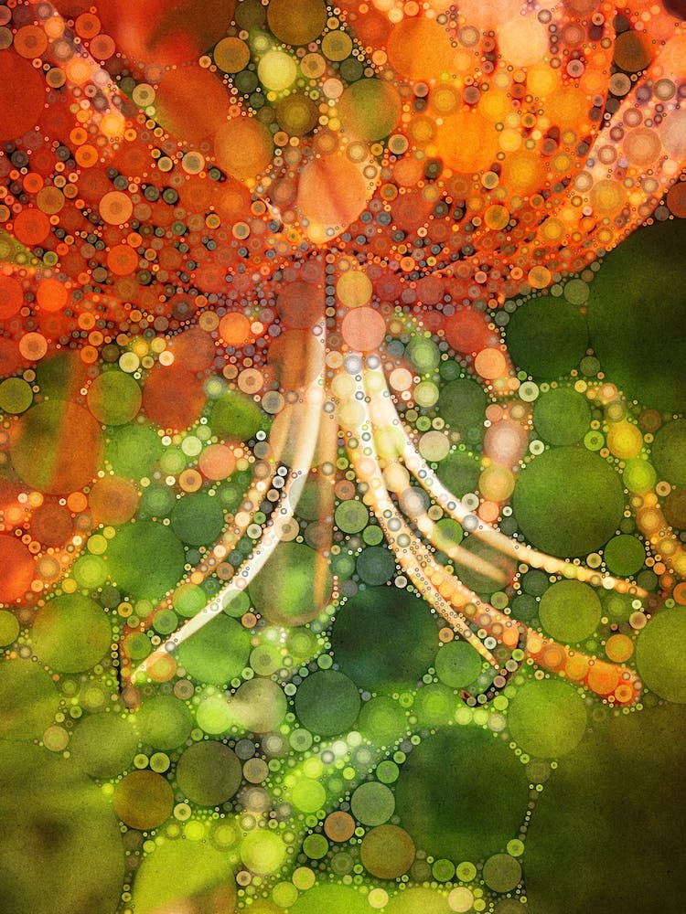 Tiger Lily