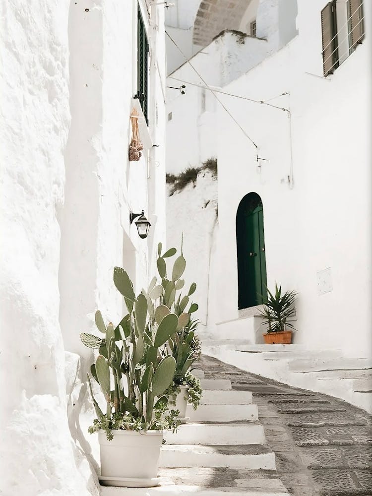 Cactus