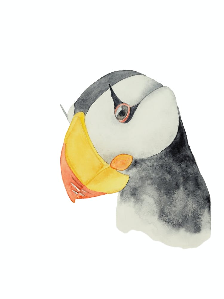 Bird puffin
