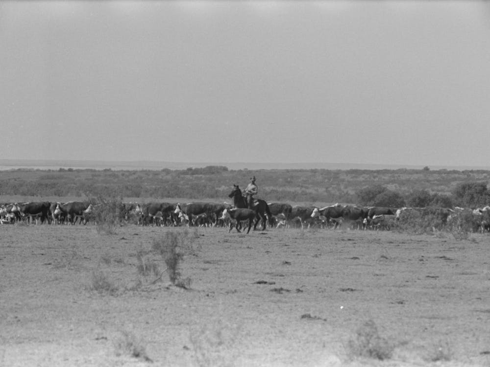 Cutting Out A Calf For Branding From Herd, Cattle Ranch Near Spur, Texas By Russell Lee