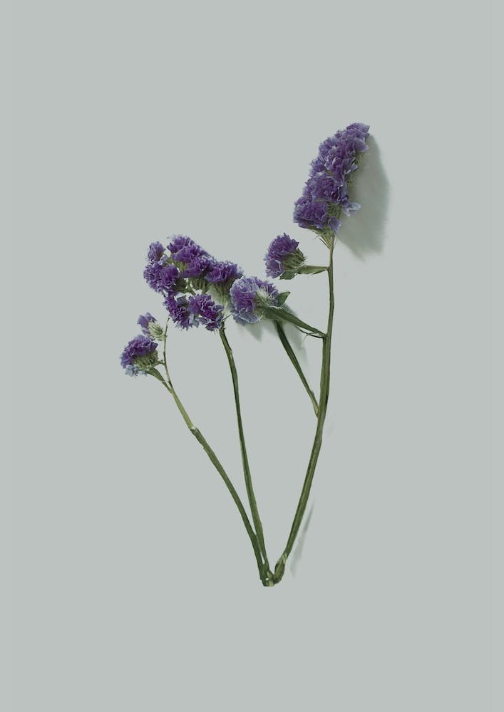 Violet Little Flowers I