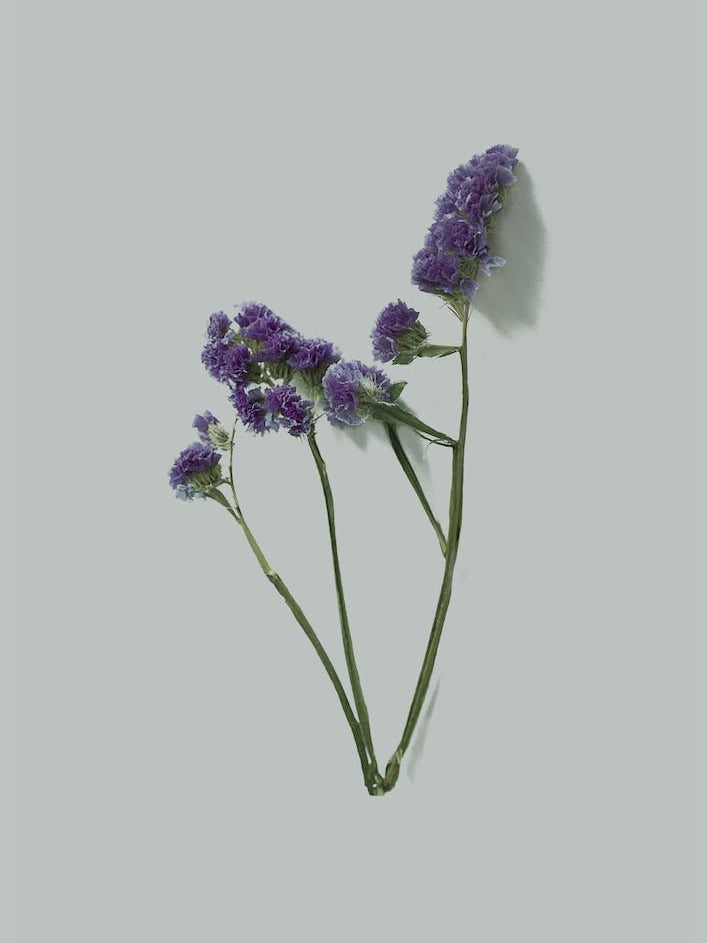 Violet Little Flowers I