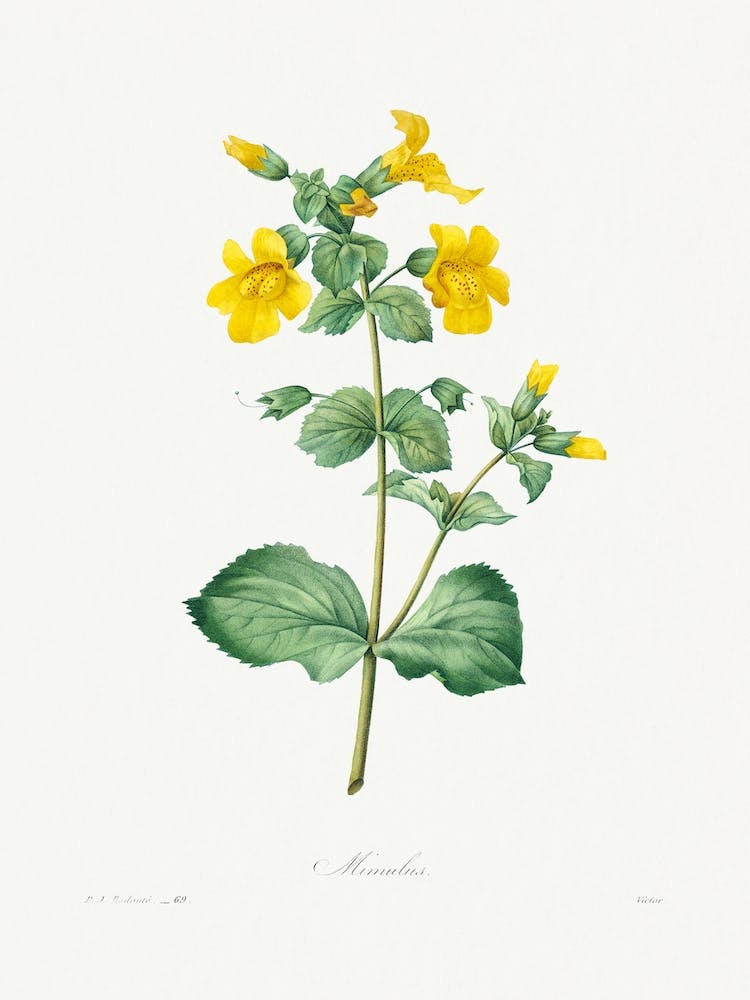 Mimulus, Pierrejoseph Redouté