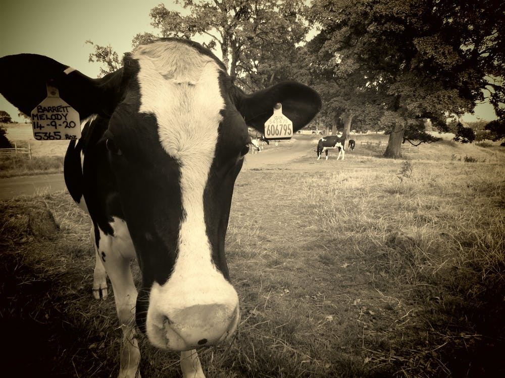 Black and White Cow In The Field Park