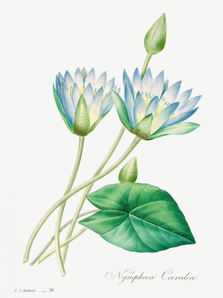 Egyptian Lotus, Pierre Joseph Redouté