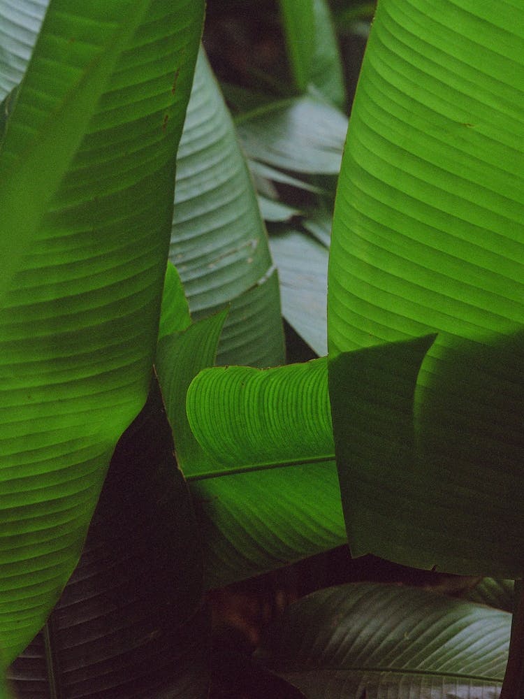 Abstract Banana Leaf Plants