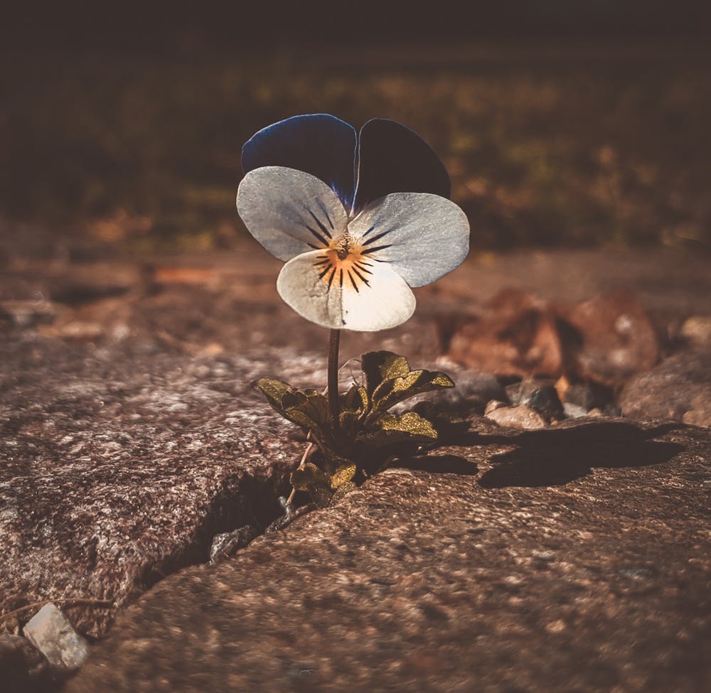 Flowers IX