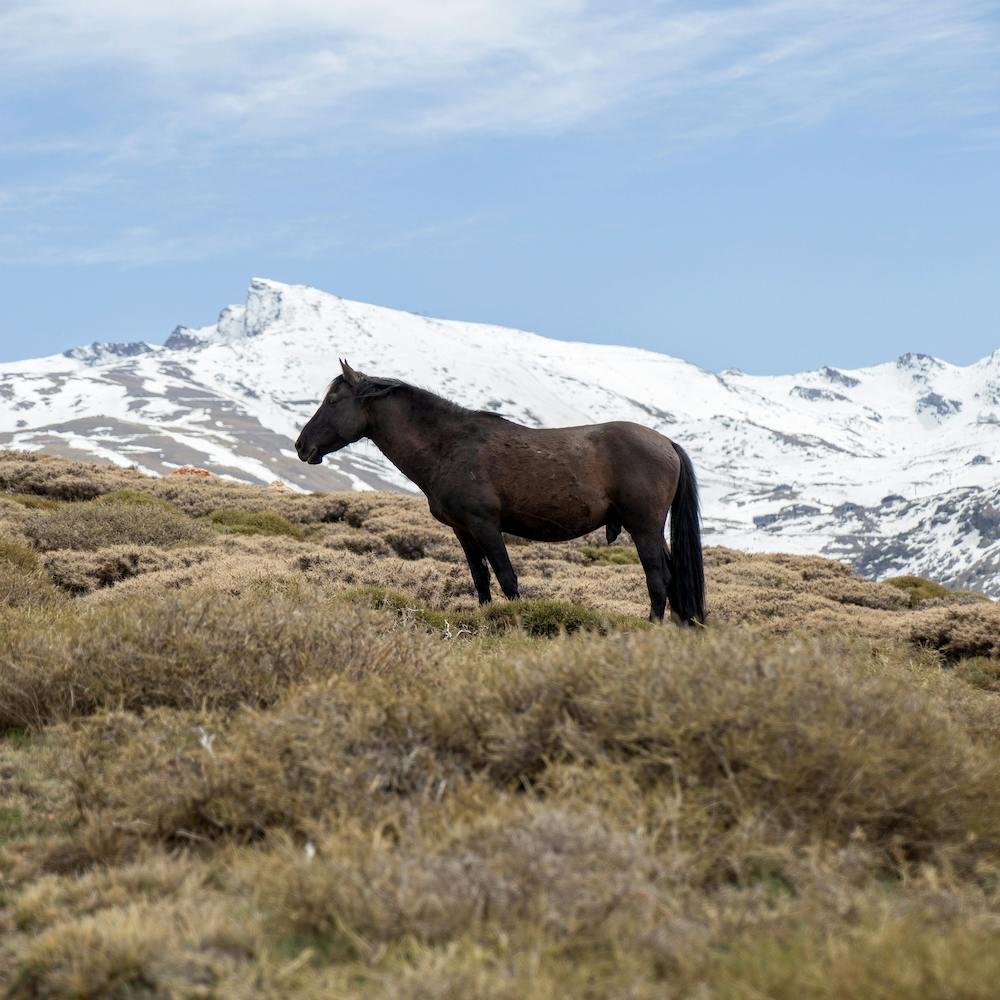 Wild Mountain Horse