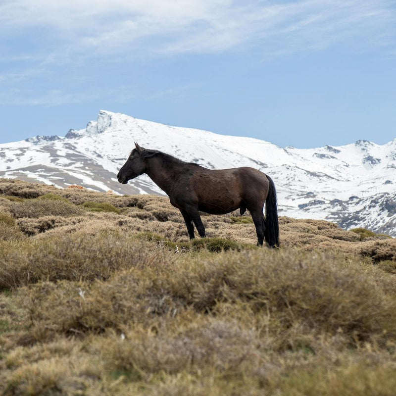 Wild Mountain Horse
