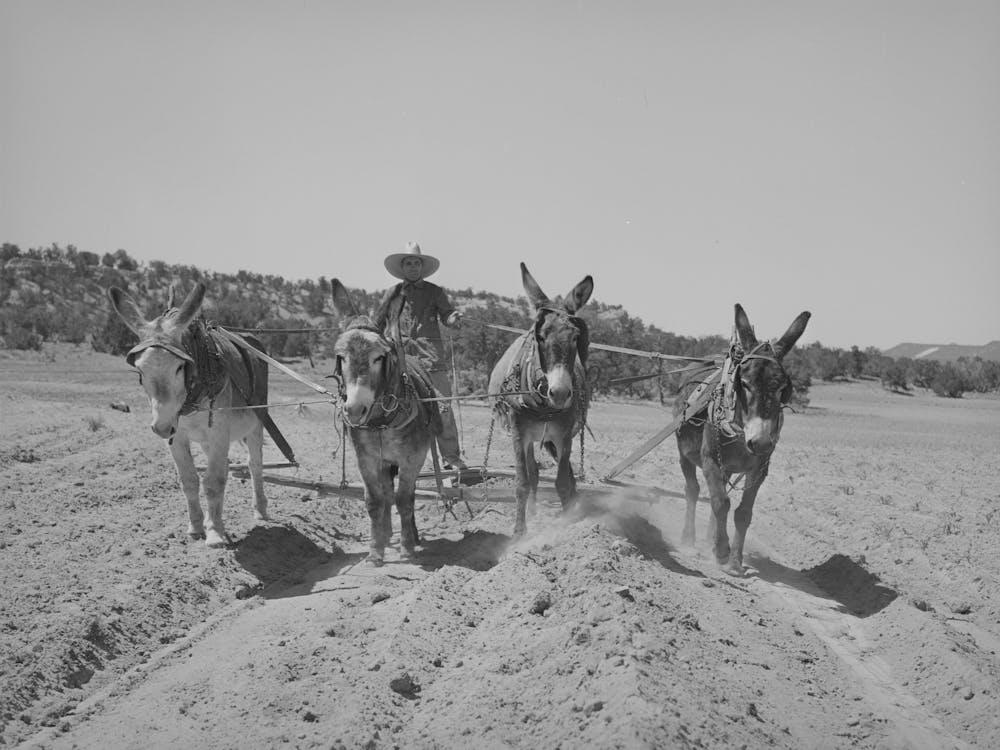 Mr, Leatherman, Homesteader From Texas, Building Terraces With His Burro, Pie Town, New Mexico By Russell Lee