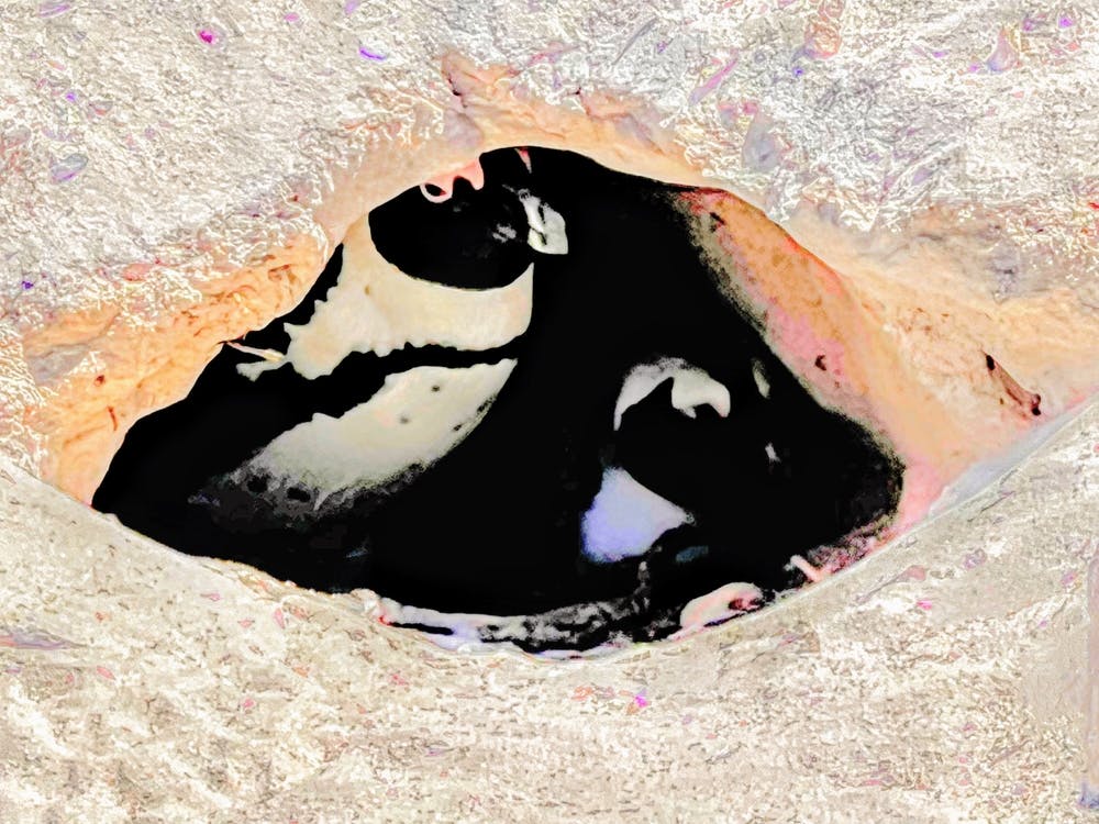 Penguins In A Hole (Africa Series)