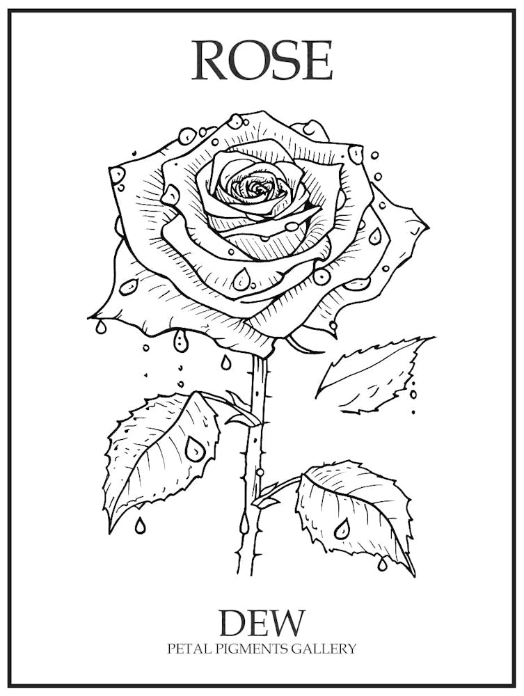 Rose Dew Line Drawing 1 Poster