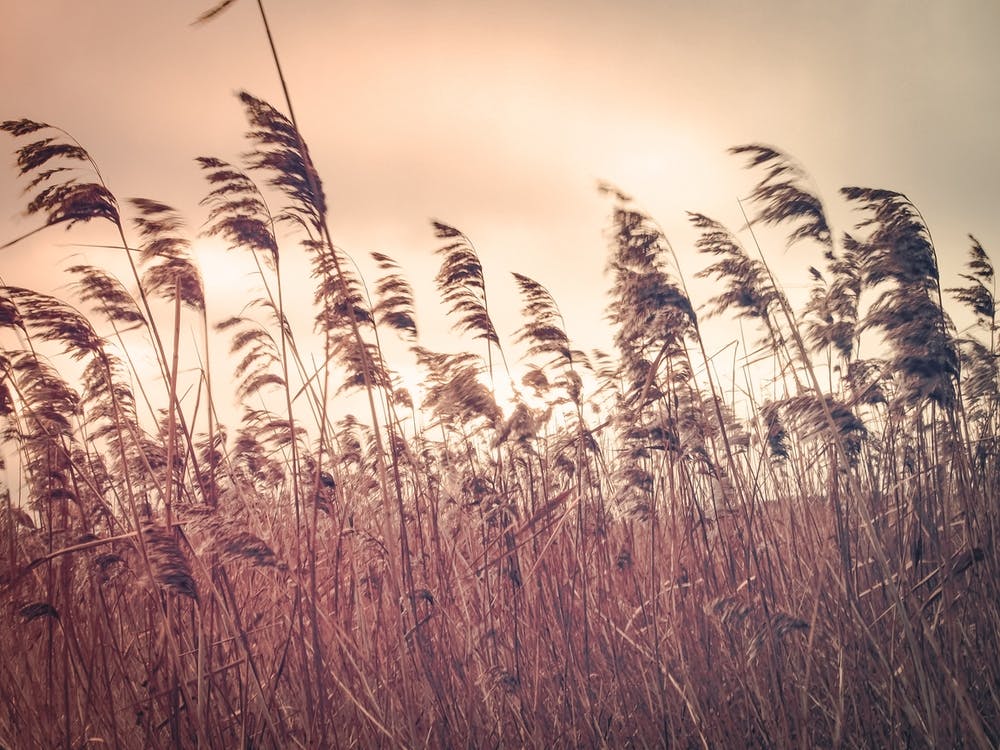 Schilf im Wind