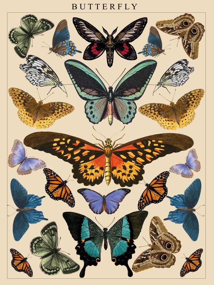 Vintage Butterfly Print