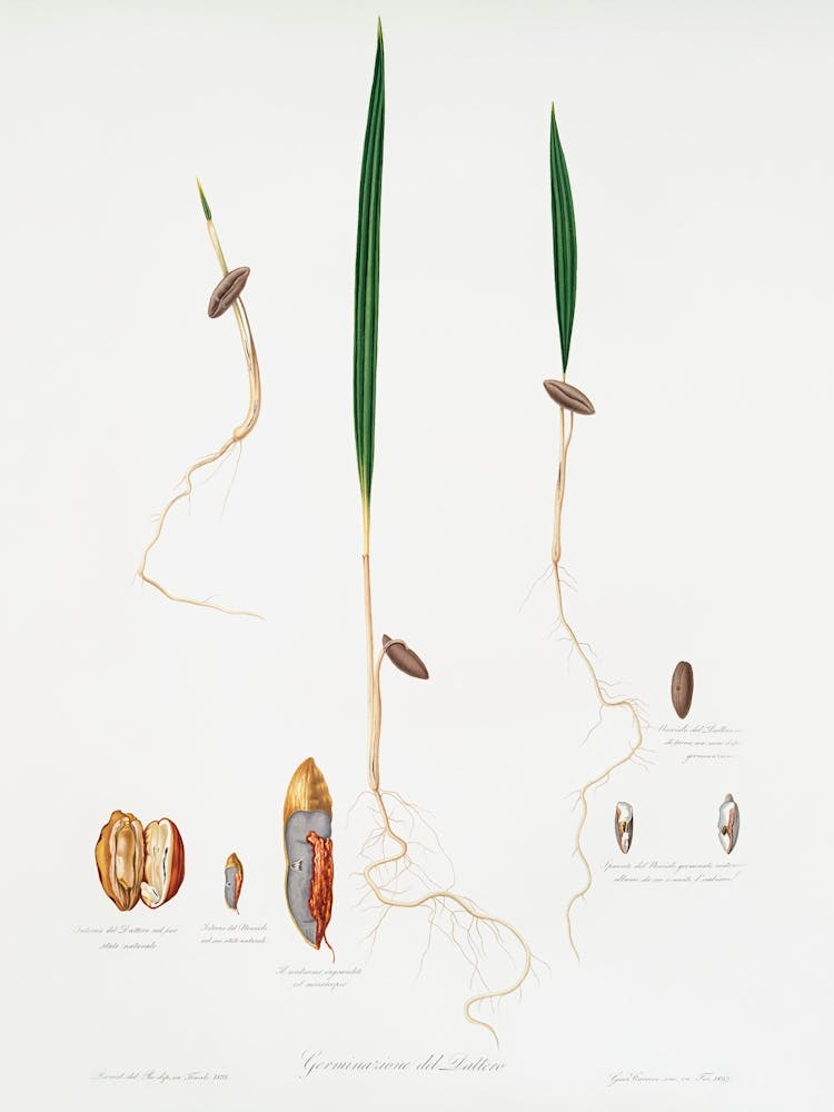 Date Palm (Phoenix Dactylifera) From Pomona Italiana (1817 - 1839), Giorgio Gallesio