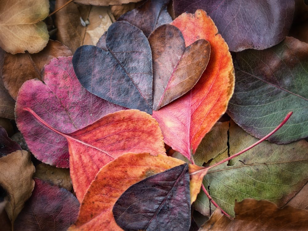 Autumn Leaves 2