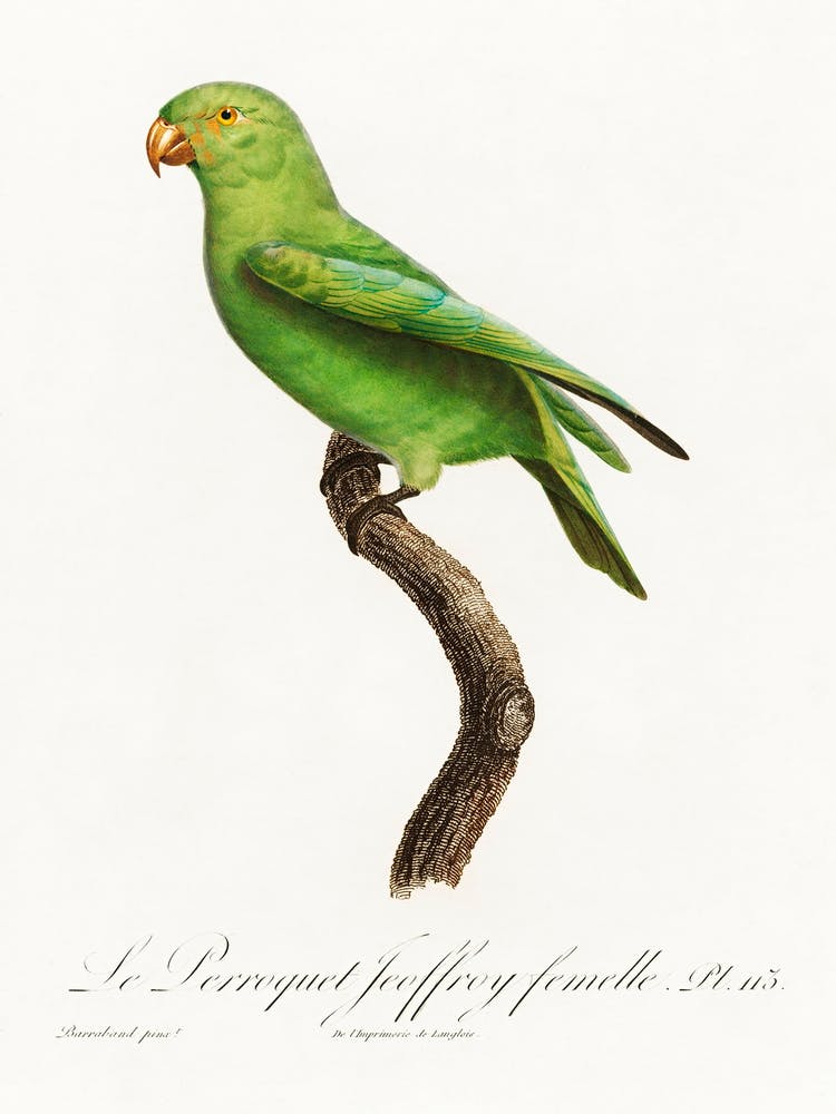 The Red Cheeked Parrot, Female From Natural History Of Parrots, Francois Levaillant