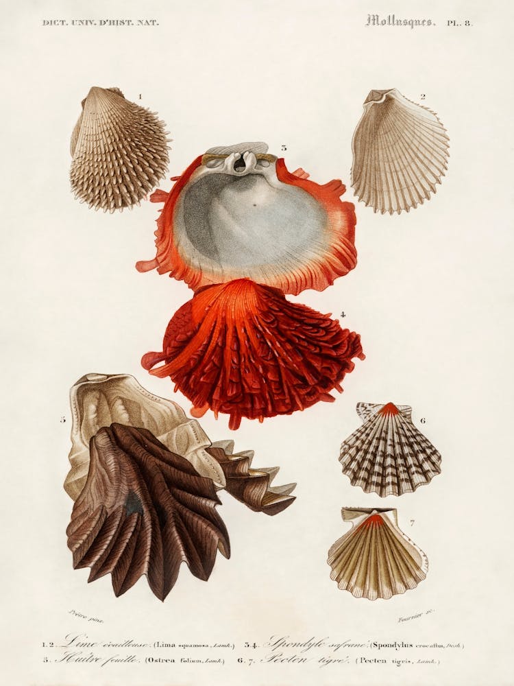 Different Types Of Mollusks, Charles Dessalines D'Orbigny 11
