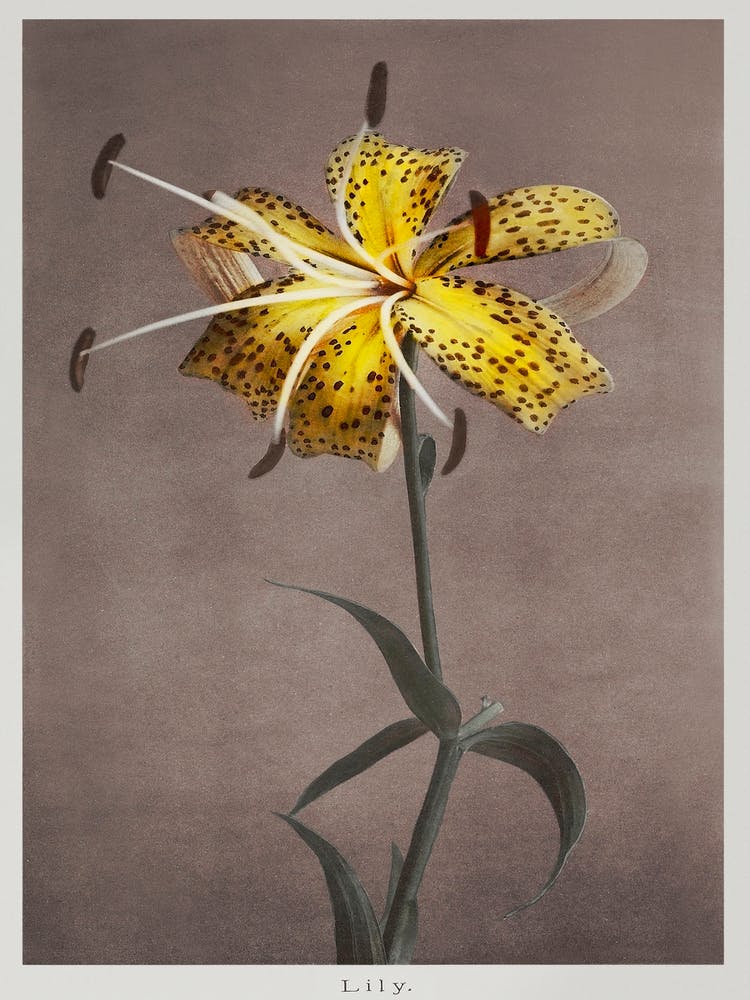Lilie, Handkolorierte Kollotypie Aus Some Japanese Flowers (1899), Kazumasa Ogawa 1