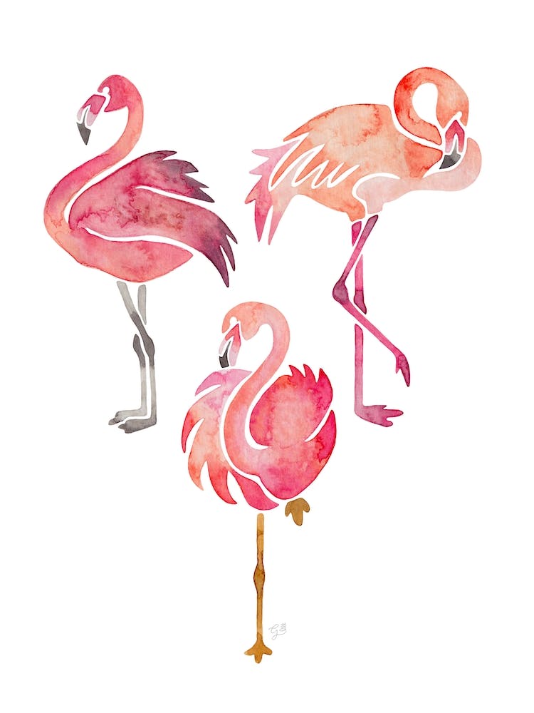 Flamingos