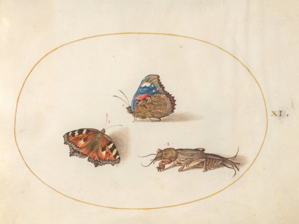 Two Butterflies and a Mole Cricket, (c. 1575-1580), Joris Hoefnagel