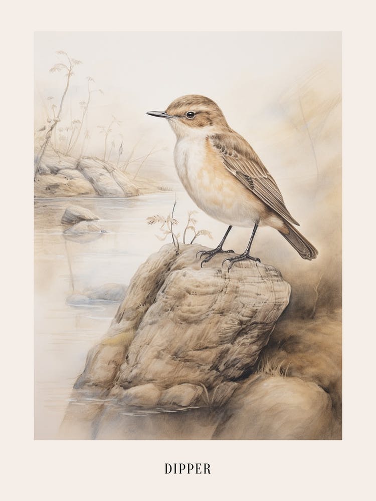 Vintage Bird Drawing Dipper 1 Poster