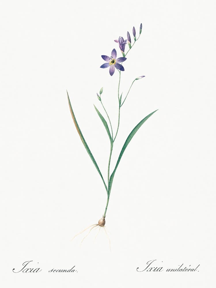 Ixia Secunda Illustration From Les Liliacées (1805), Pierre Joseph Redoute