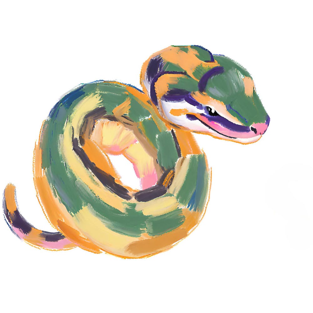 Ball Python Snake 06
