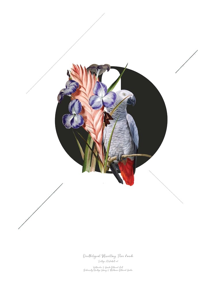 Botanical Alphabet O