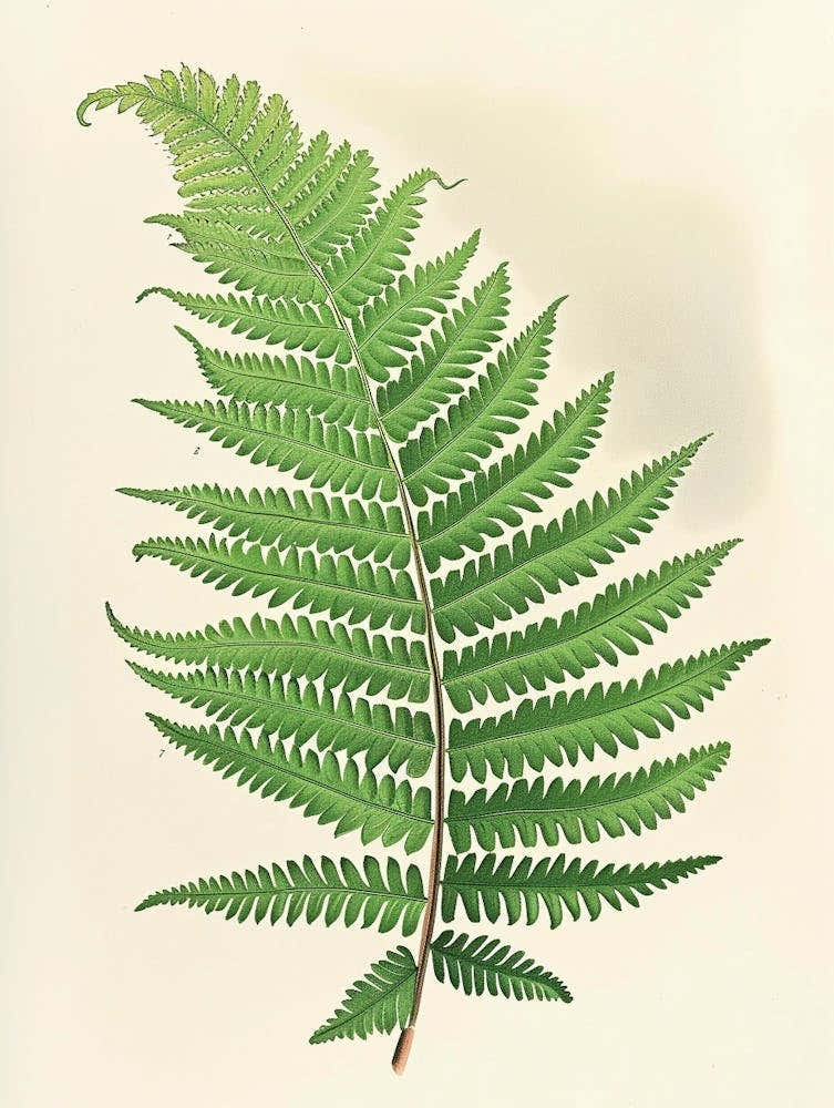 Vintage Illustration Netted Chain Fern 1