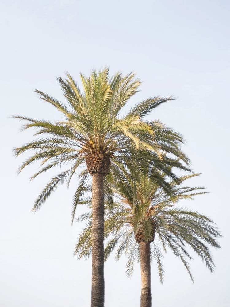 Mediterranean Palm Trees