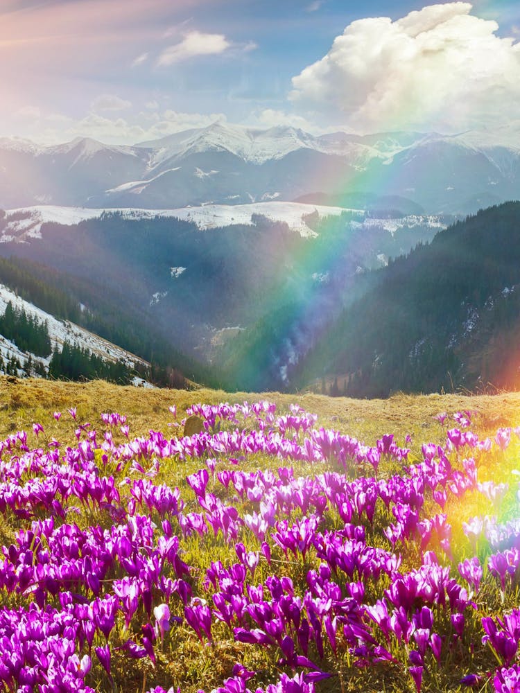 Crocus Dans Les Montagnes