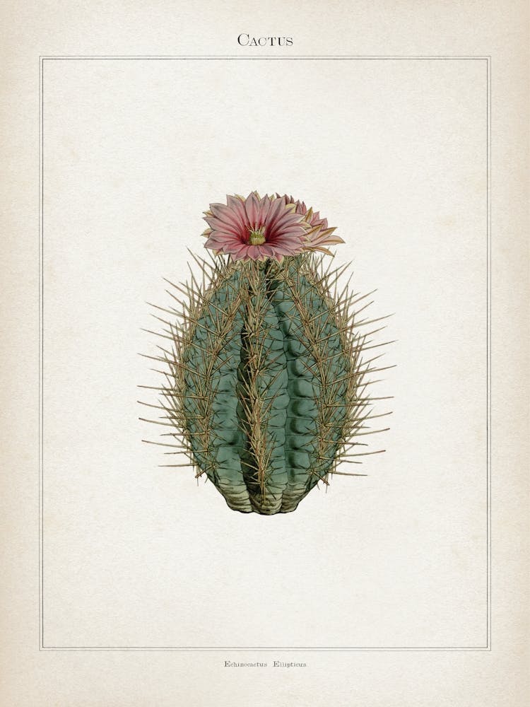 Vintage Curtis 2 Echinocactus Ellipticus
