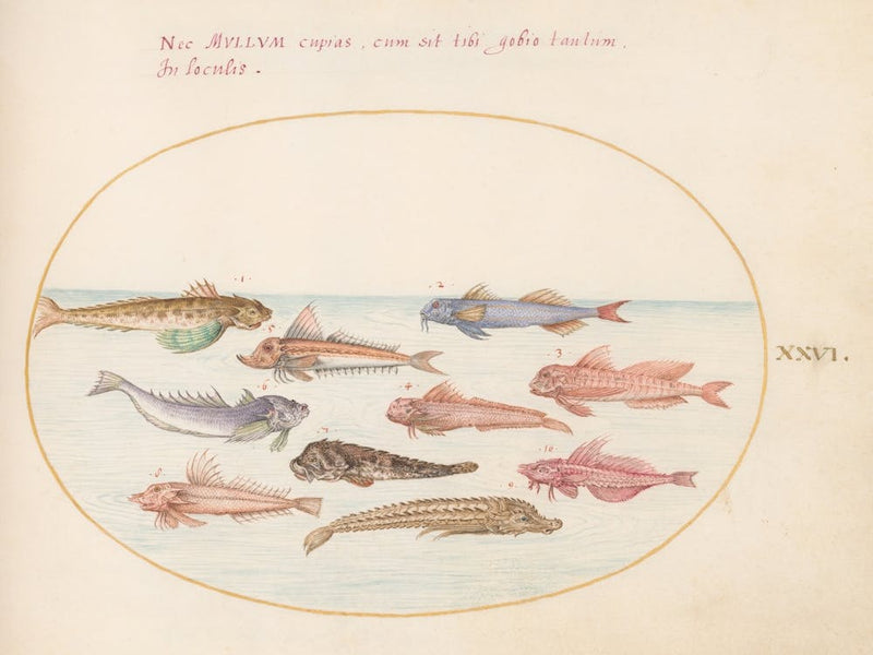 Aquatic and Shellfish Animals (c. 1575-1580), Joris Hoefnagel(2)
