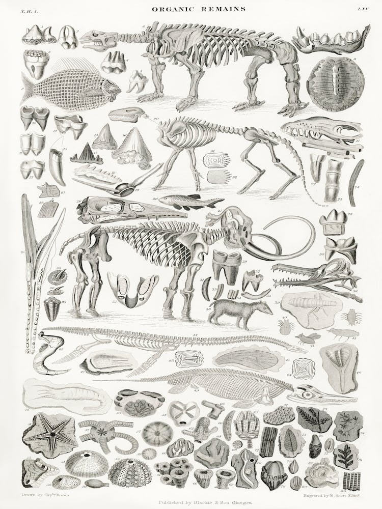 Organic Remains, Oliver Goldsmith,