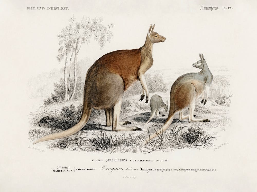 The Red Kangaroo (Macropus Rufus), Charles Dessalines D'Orbigny