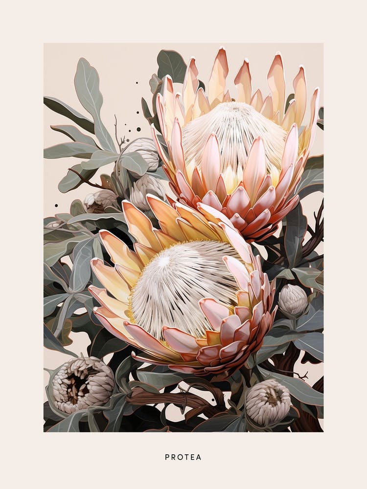 Flower Illustration Protea 2 Poster