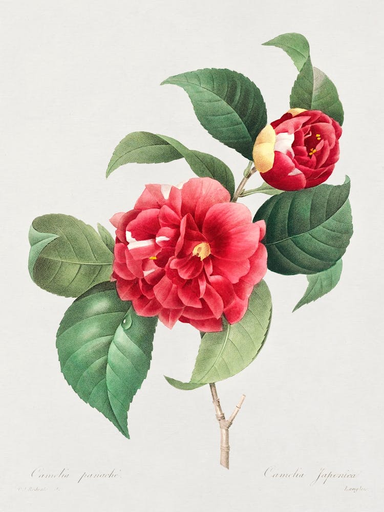 Choice Of The Most Beautiful Flowers And The Most Beautiful Fruits, Pierre Joseph Redoute