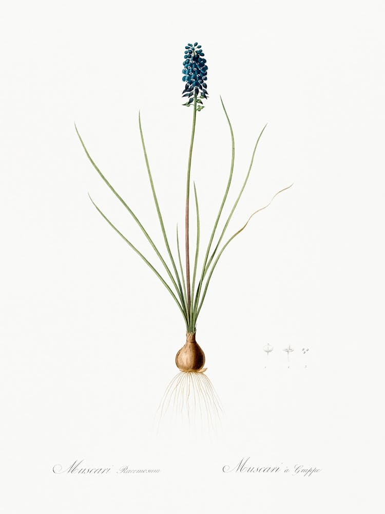 Grape Hyacinth Illustration From Les Liliacées (1805), Pierre Joseph Redoute 1
