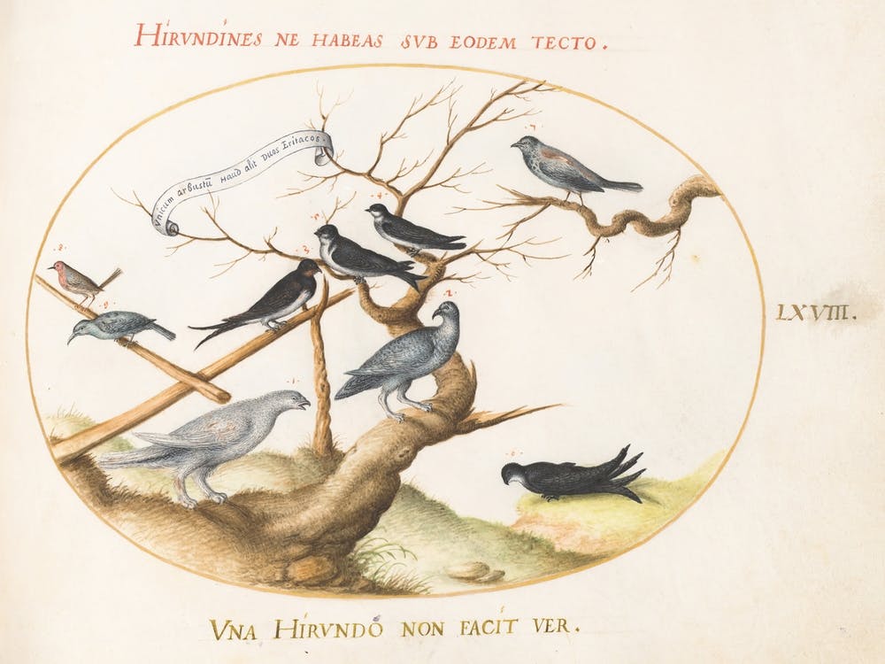 Animalia Volatilia et Amphibia (ca. 1575-1580), Joris Hoefnagel (3) 2